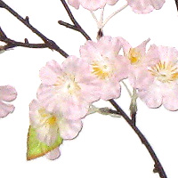 花弁の拡大2